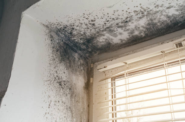 Affordable Black Mold Remediation solutions in Stanwood, WA